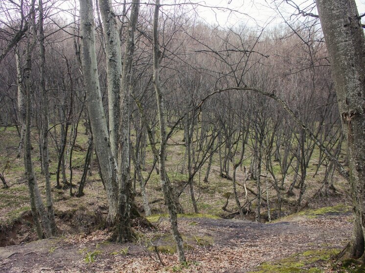 Новгородка отказалась от медпомощи после проведенной ночи в ледяном лесу