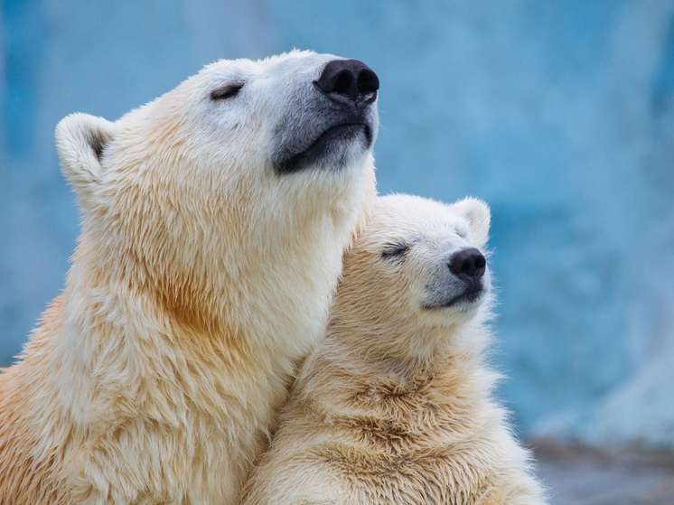 Новосибирский зоопарк перешел на зимний режим работы