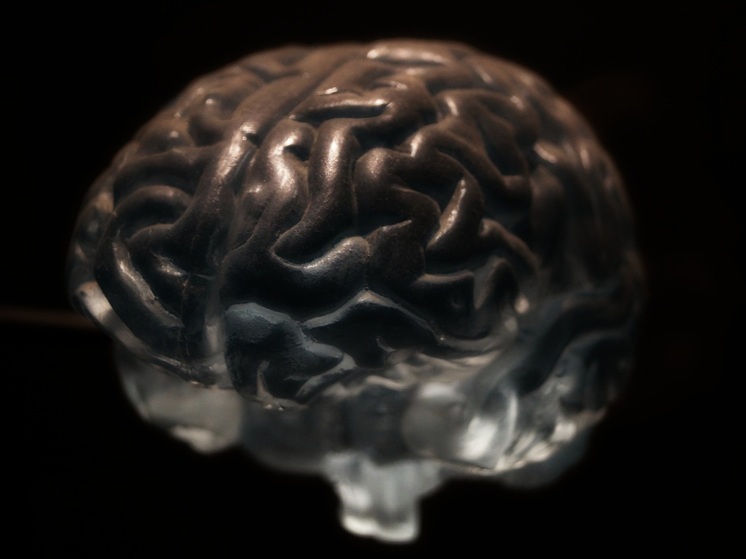 Ученые Новосибирска создают цифровой двойник человеческого мозга