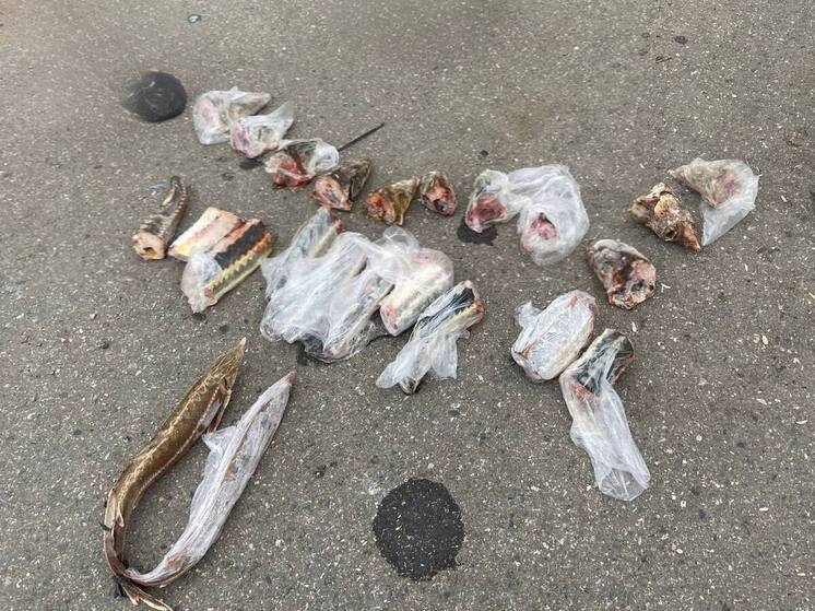 В Астраханской области дорожные полицейские поймали браконьера с осетрами