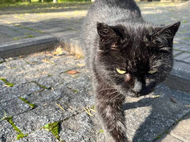 Петербуржца поймали за стрельбу по дворовым кошкам