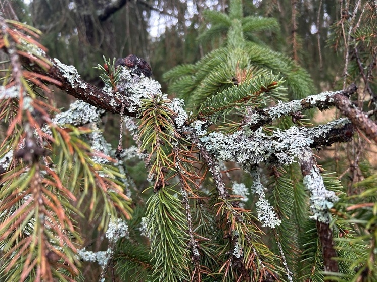 Черный сосновый усач стал причиной «растительного» карантина в Устюженском округе