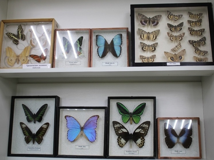 Необычную выставку можно увидеть в Лежневе