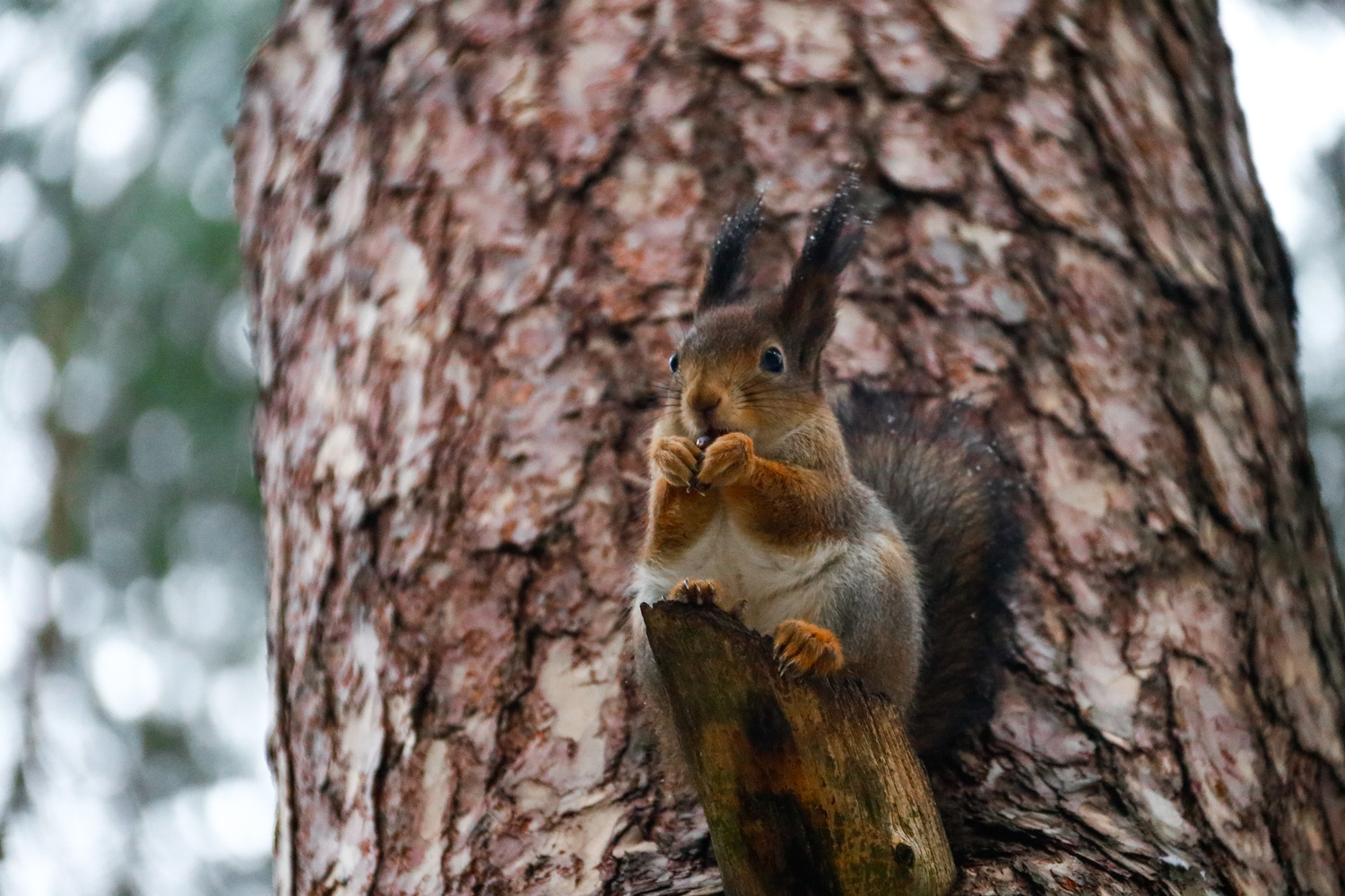 Репетиция зимы в Твери: снег стал неожиданным сюрпризом для белок