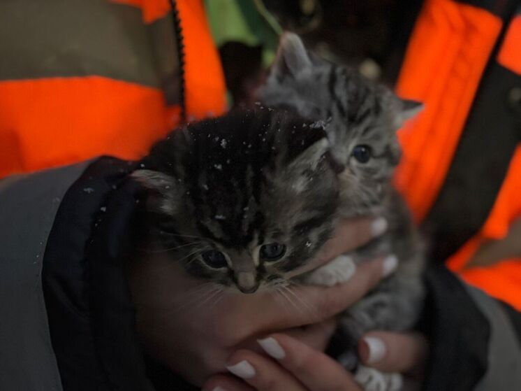 В Архангельске при промывке канализации спасли двух котят