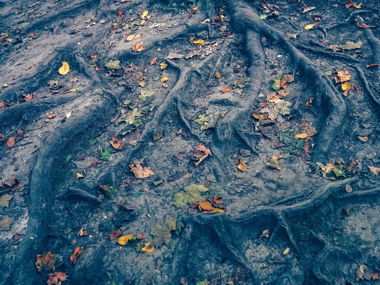 В Городском переулке Тулы ограничат движение из-за опиловки деревьев