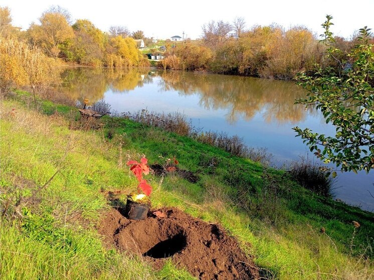 В селе Ключи Симферопольского района заложили новую дубовую рощу