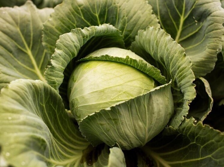  Иркутская область достигла рекордного урожая овощей за пять лет