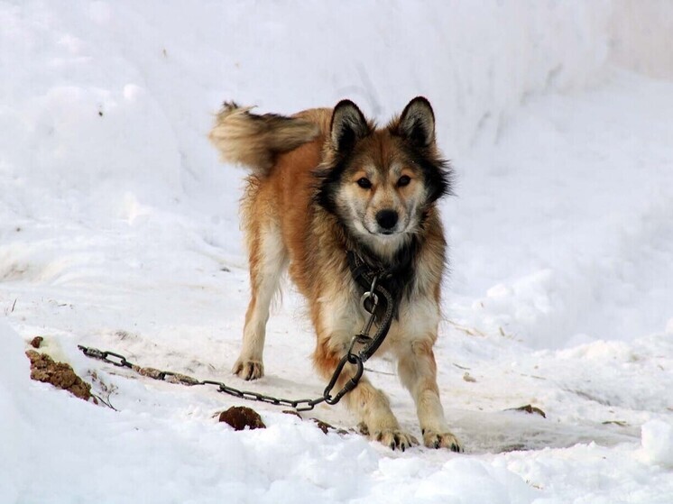 В Омске собака заблокировала сотрудницу пункта выдачи