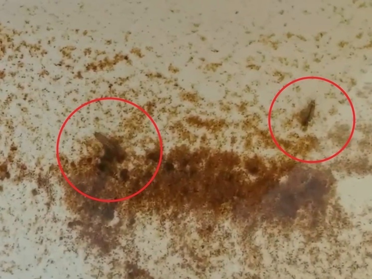 В Азовском районе из крана потекла вода с жуками