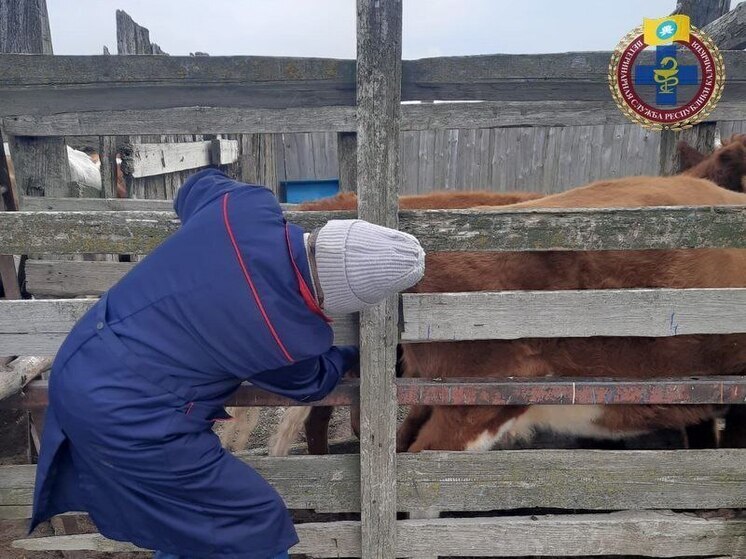 Животные Калмыкии сдали кровь на анализы