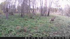 Псковский блогер запечатлел на видео момент охоты лисицы на косулю