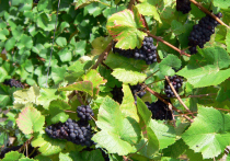 Информация о новых таблетках для долголетия, которые были разработаны в Китае на основе природного соединения, полученного из экстракта виноградных косточек, завирусилась в интернете сразу же после недавней беседы Владимира Путина и Си Цзиньпина о том, что в скором времени люди смогут жить до 150 лет