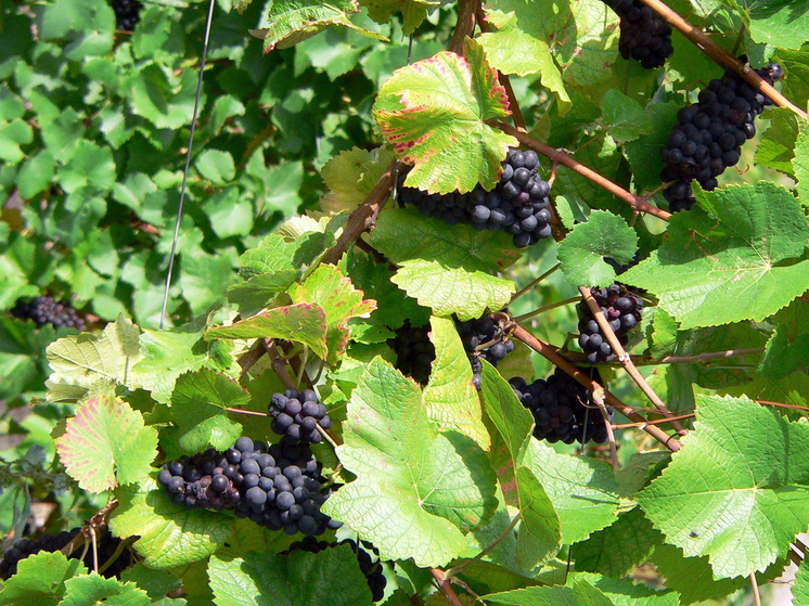 Информация о новых таблетках для долголетия, которые были разработаны в Китае на основе природного соединения, полученного из экстракта виноградных косточек, завирусилась в интернете сразу же после недавней беседы Владимира Путина и Си Цзиньпина о том, что в скором времени люди смогут жить до 150 лет