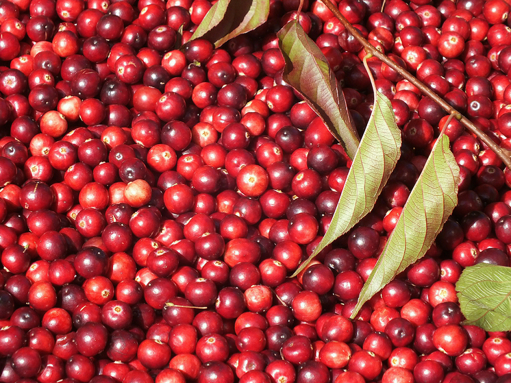 Росстандарт утвердил ГОСТ на арктический хлеб с клюквой и исландским мхом