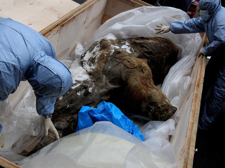 Перед смертью Юка испытала сильный стресс: ученые рассказали о последних часах жизни мамонтенка, найденного в Якутии