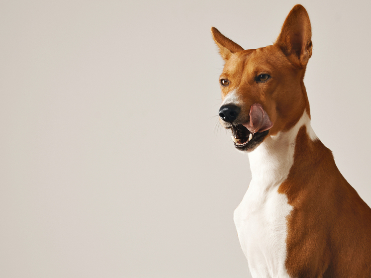 В Воронежской области зафиксированы случаи бешенства среди домашних и диких животных
