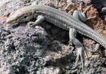 Ученые обнаружили, что уникальный механизм выделения мочи у рептилий, превращающих отходы в крошечные кристаллические сферы, может стать ключом к разработке новых методов лечения подагры и камней в почках у людей