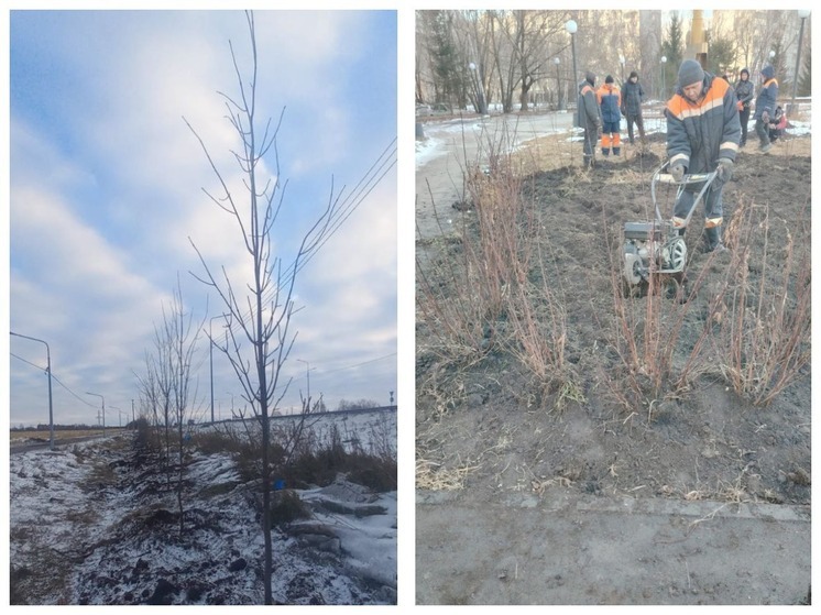 В Омске продолжается озеленение: сотни новых деревьев появляются в городе