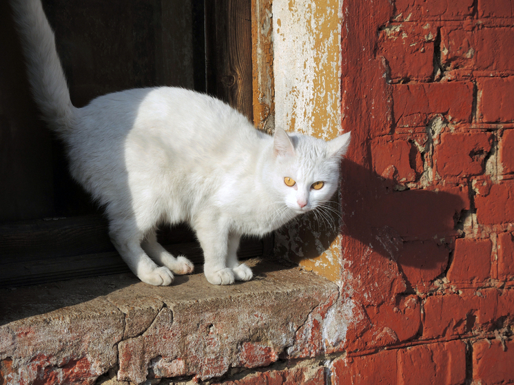 Вроде бы совершенно дурацкий языковой скандал во Львове при подробном политологическом анализе может привести к интересным выводам
