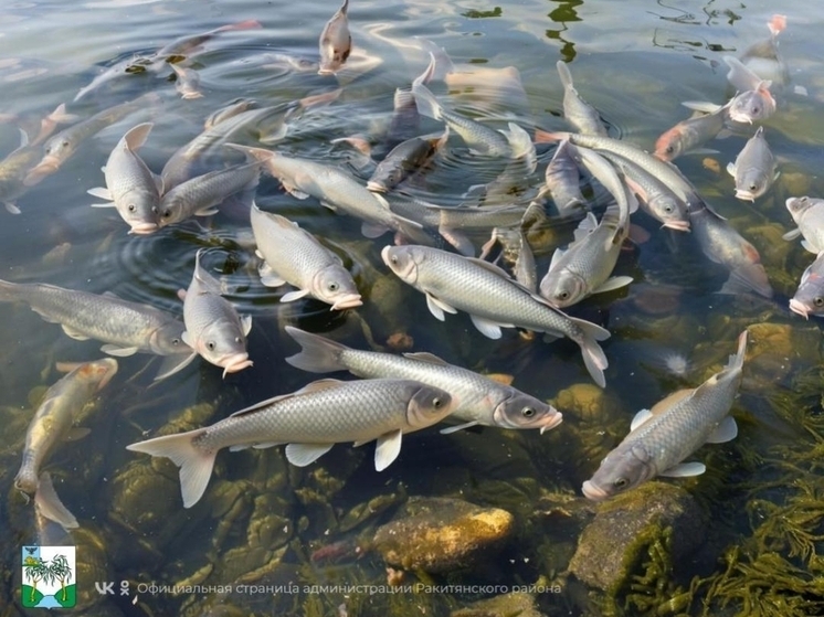 В Белгородской области администрация сообщила о зарыблении пруда, использовав ИИ