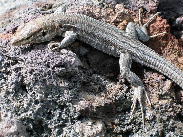 Ученые обнаружили, что уникальный механизм выделения мочи у рептилий, превращающих отходы в крошечные кристаллические сферы, может стать ключом к разработке новых методов лечения подагры и камней в почках у людей