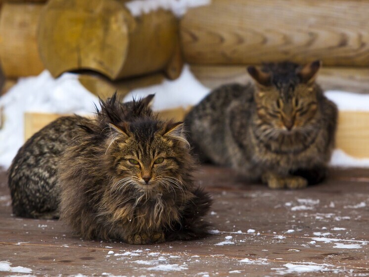 Еманжелинец жестоко расправился с питомцем на глазах у детей