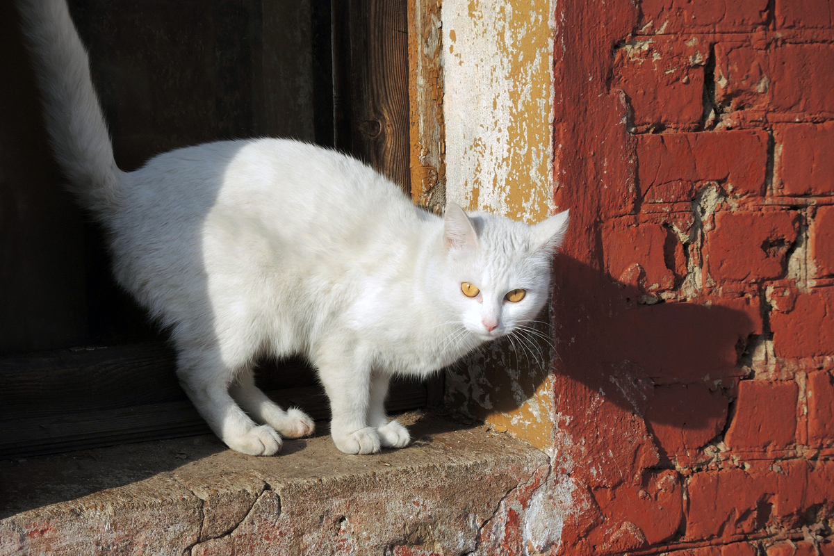 Усатый заговор: обнаружен агрессивный антироссийский кошачий блок
