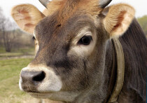 На Украине возникла необычная дискуссия, связанная, так сказать, c национальной самоидентификацией домашних питомцев