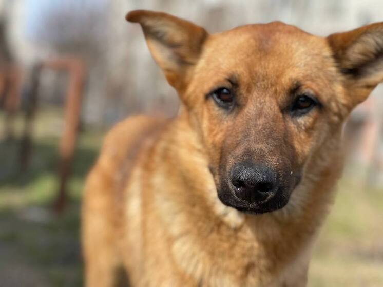 Стандарты благоустройства для четвероногих: что ждет собаководов Пензы и области