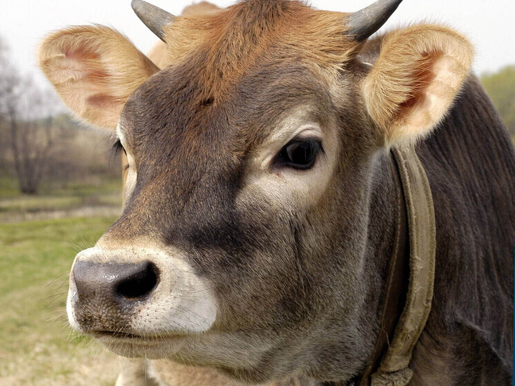 На Украине возникла необычная дискуссия, связанная, так сказать, c национальной самоидентификацией домашних питомцев