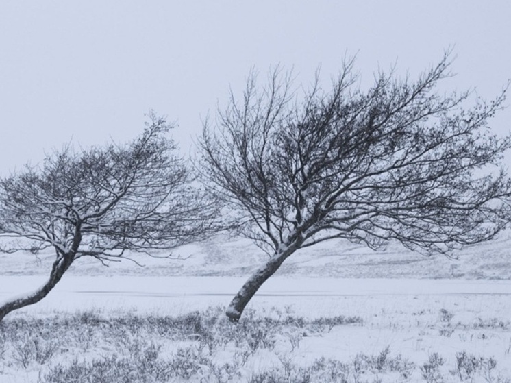 В Воронежской области объявлено штормовое предупреждение из-за сильного ветра и тумана