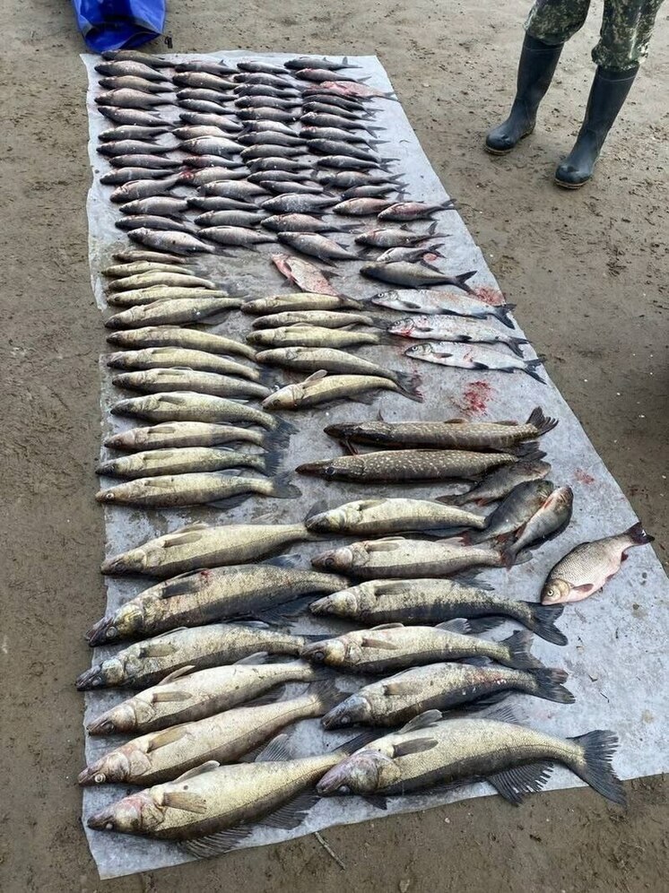 В 140 тысяч ущерба оценили незаконную рыбалку пенсионера на Ведлозере