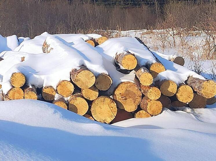 «Чёрные лесорубы» из Омской области вырубили деревьев на 30 миллионов рублей