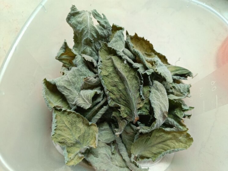 Новгородцам рассказали, что успокоить желудок и избавиться от тошноты поможет мята