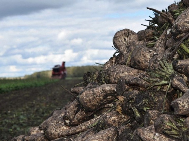 Курские аграрии завершают уборочный сезон с рекордными показателями