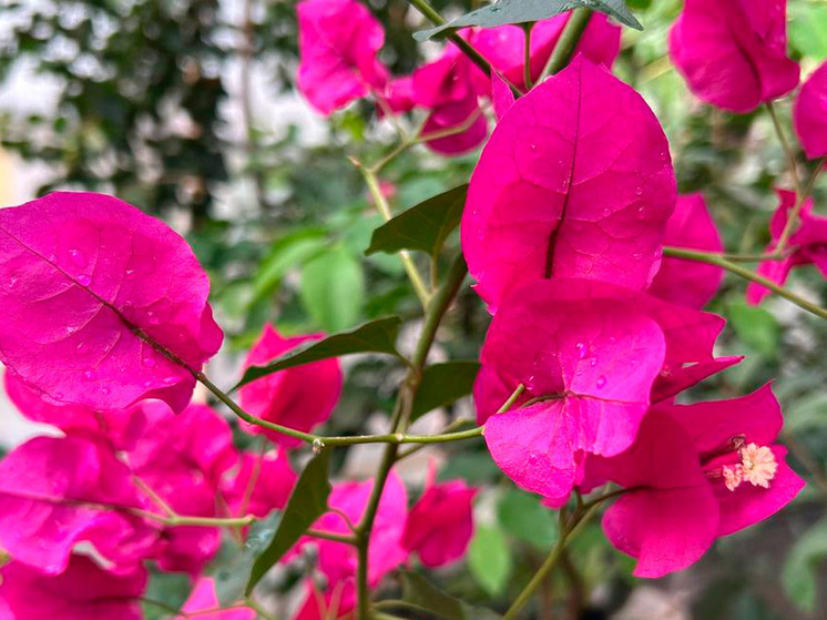 Оранжерея Зеленхоза поражает липчан экзотическими растениями и плодами