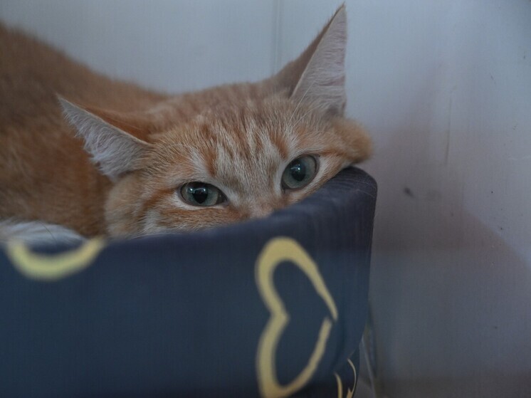 В Балашихе из квартиры подозреваемой в убийстве сына женщины забрали кошек