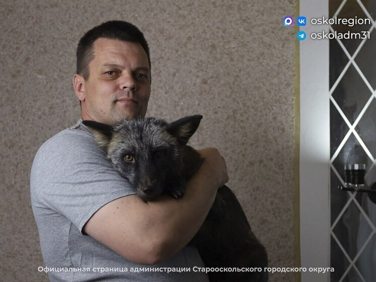 Необычный питомец: у старооскольца дома живет лиса