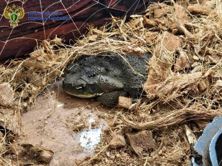 Скандалом закончилась выставка экзотических животных, организованная предпринимателями в одном из торговых центров Зеленограда