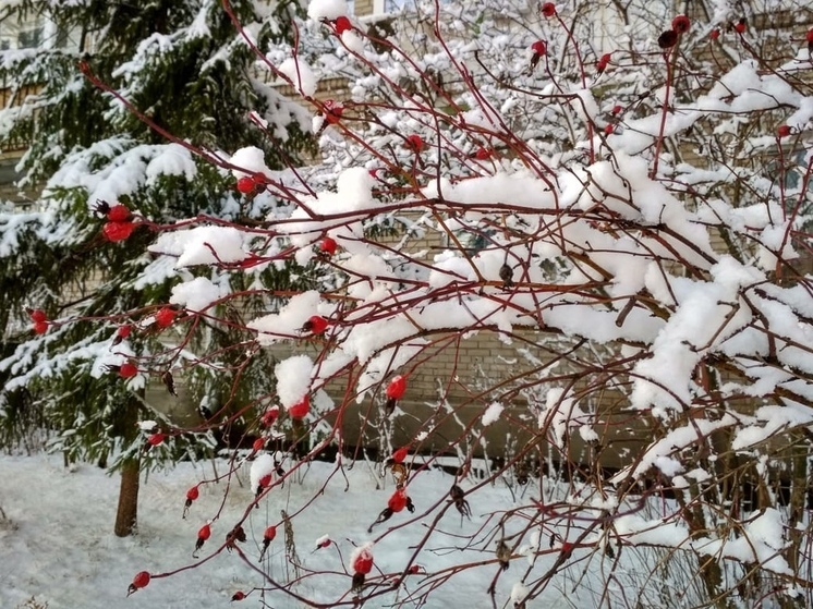 Ветер, снег и гололедица ждут ленинградцев 18 ноября
