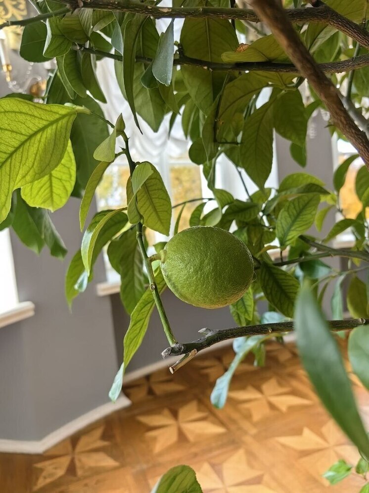 Под Тулой во дворце внебрачного сына Екатерины II созрели лимоны