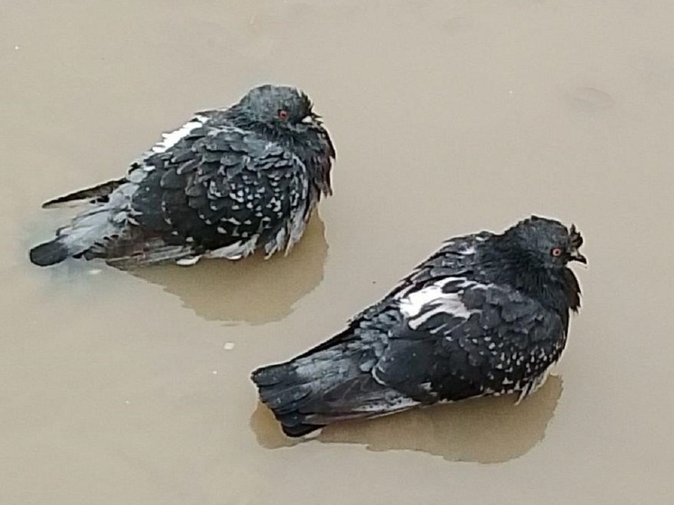 Волгоградцам напомнили о штрафах за кормление птиц возле жилых домов