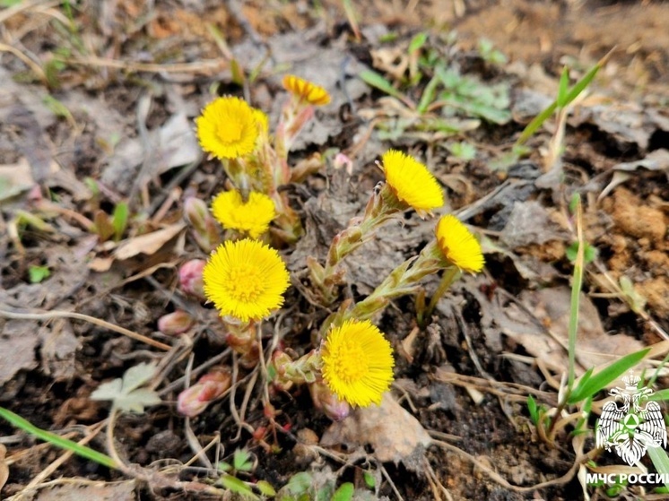 Аномальное тепло обрушится на Владимирскую область
