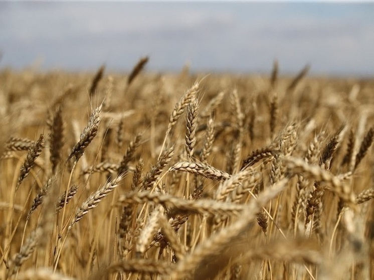 В Калмыкии наблюдается заметный рост качества урожая пшеницы