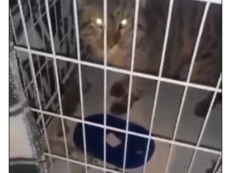 Астраханка спасла дикого степного кота, занесенного в Красную книгу