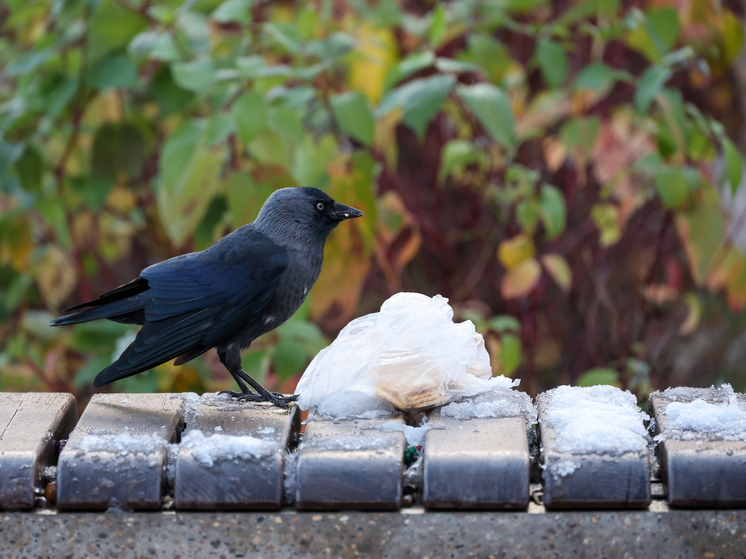 Вильфанд: теплая погода с температурами выше нормы установилась на большей части территории России