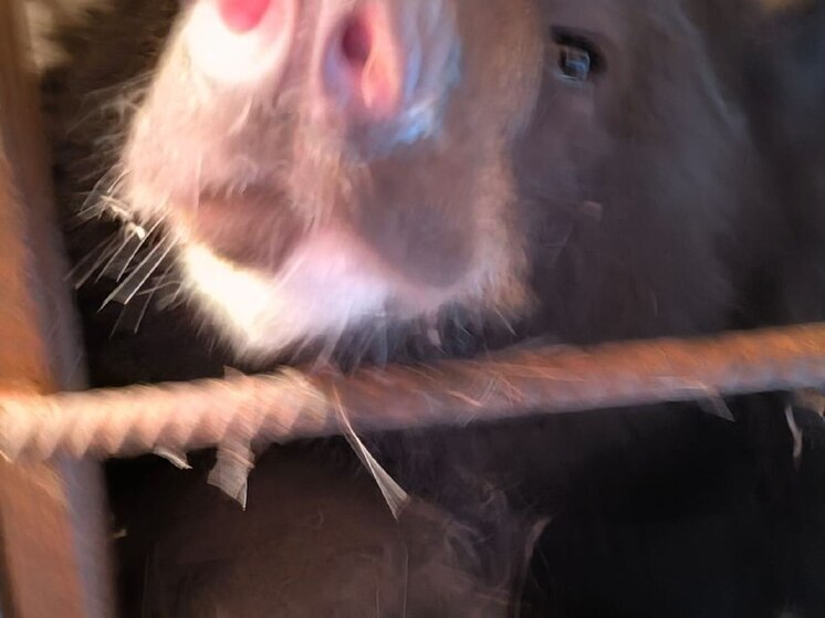 В Центре «Тигр» появился юный гималайский мишка