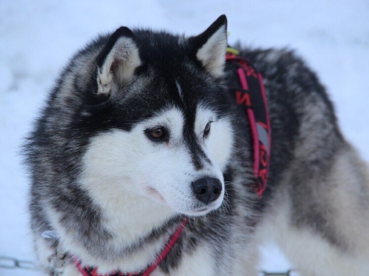 Супруги из Барнаула «купили» импортное лекарство для питомца за 35 тысяч рублей