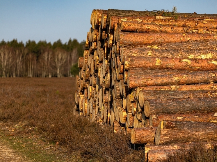 Красноярский край столкнулся со снижением экспорта лесопродукции на 11,4%